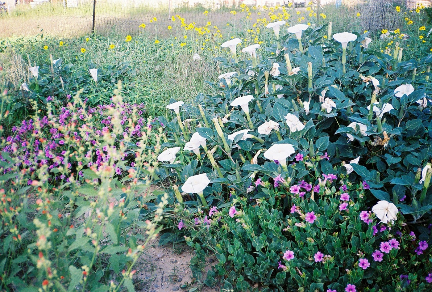 A dry garden in flower. Native planting on drip uses a fifth to a tenth of the water of the turf it replaces.