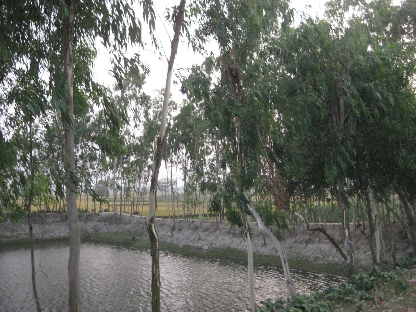 A village pond in Bangladesh. This was the water the tube wells were sunk to replace.