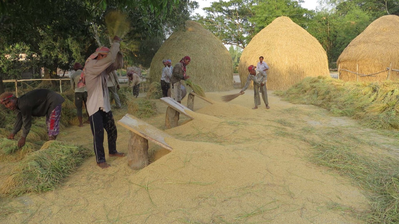 Threshing rice in Bangladesh. Paddy irrigated from the same shallow wells takes up arsenic from the water.