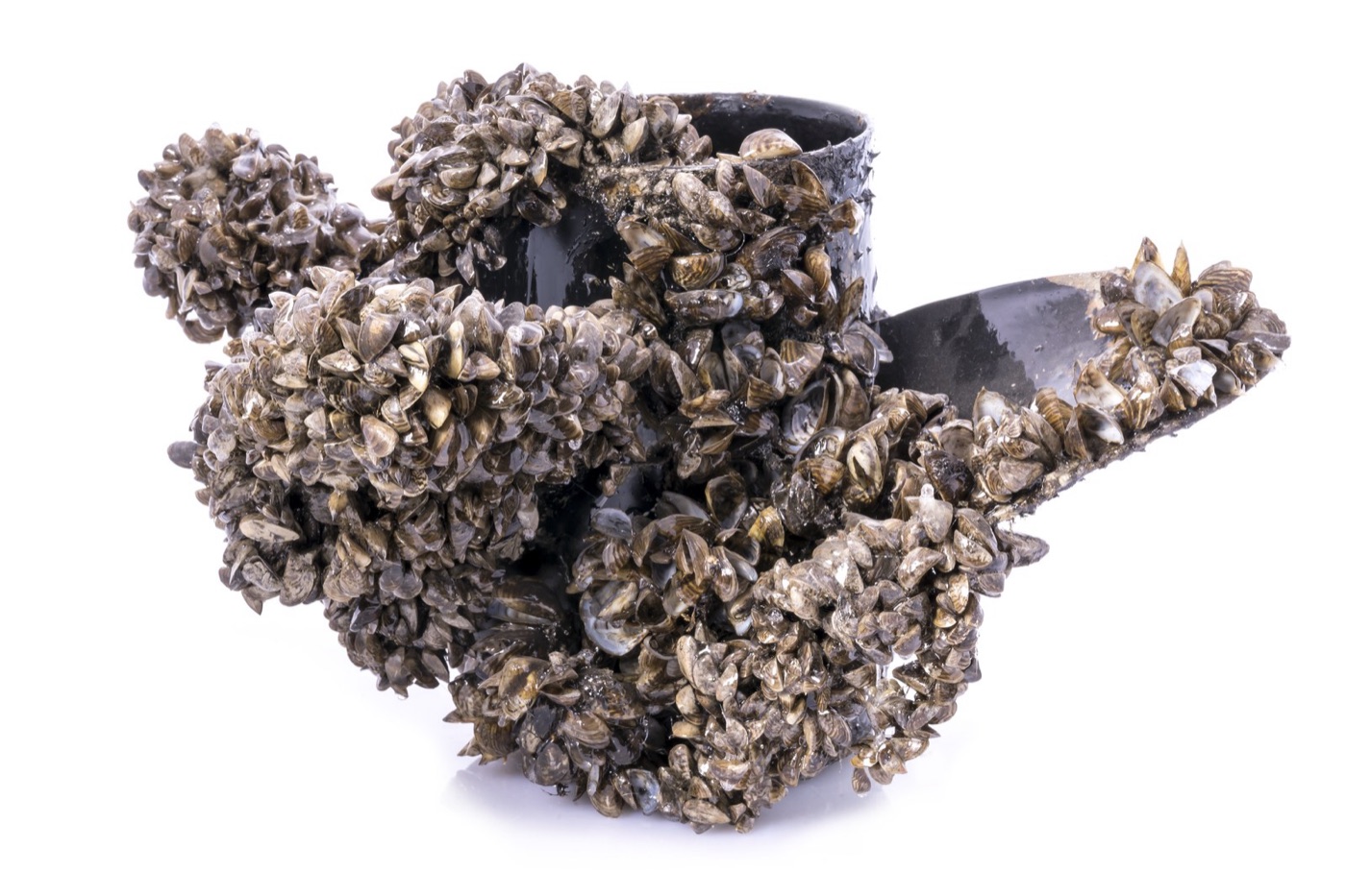 Zebra mussels on a boat propeller. They arrived in the Great Lakes in a ship's ballast tanks in the 1980s and now coat every hard surface in the basin.
