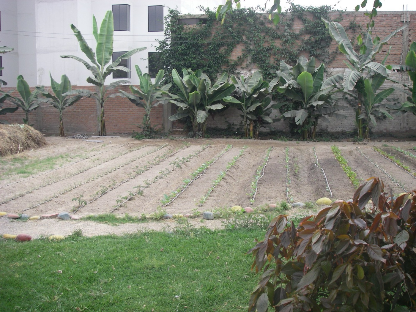 A garden irrigated with greywater. The plants do not mind soap the way a river does.
