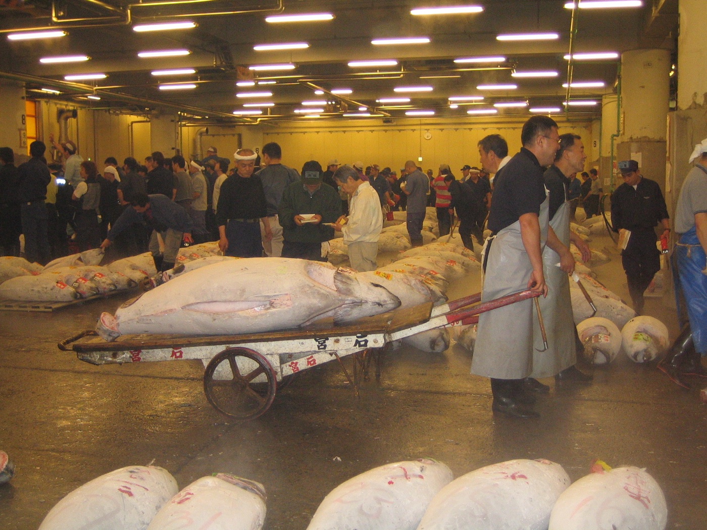 Tuna on the floor of the Tsukiji market. A large tuna carries about a million times the mercury of the sea it swam in.