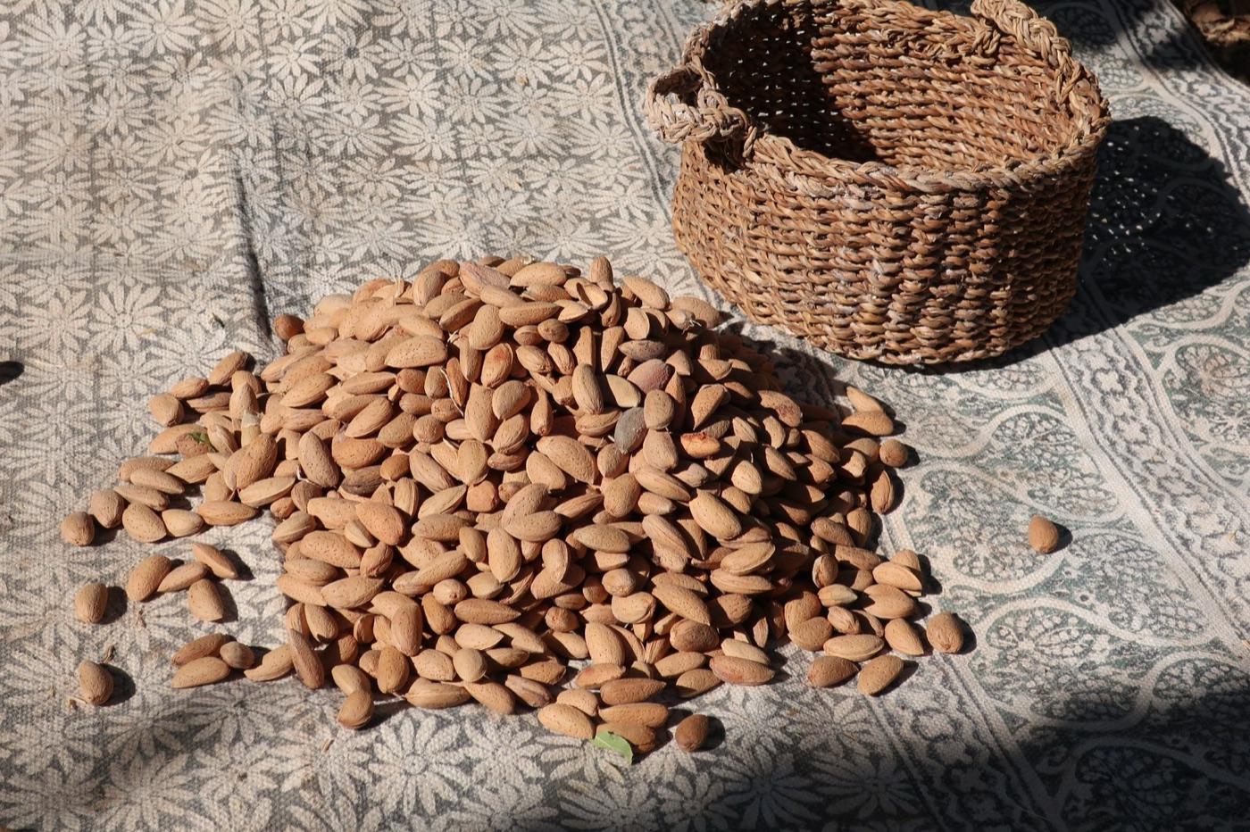 Almonds drying after harvest. Each one took a whole irrigated summer to fill.