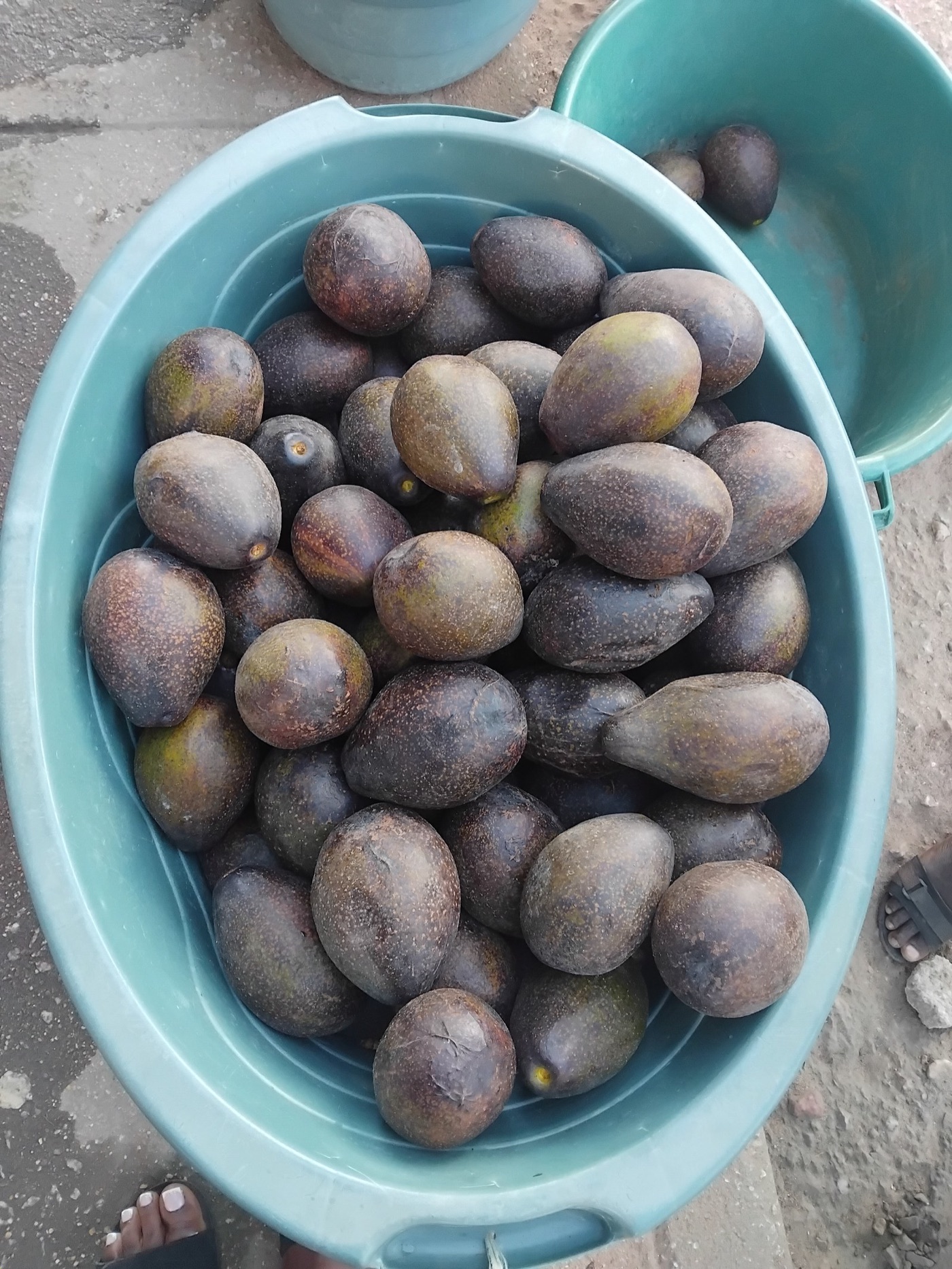 A bucket of avocados. About four hundred litres of water went into each one.