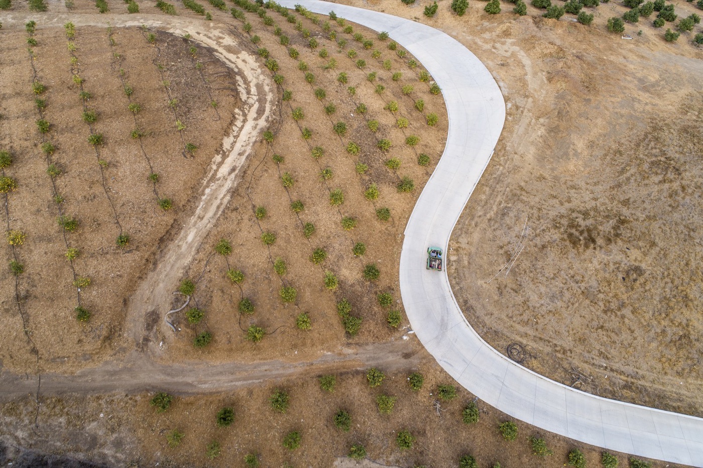 An avocado orchard from the air, in a dry region. Every row is irrigated.