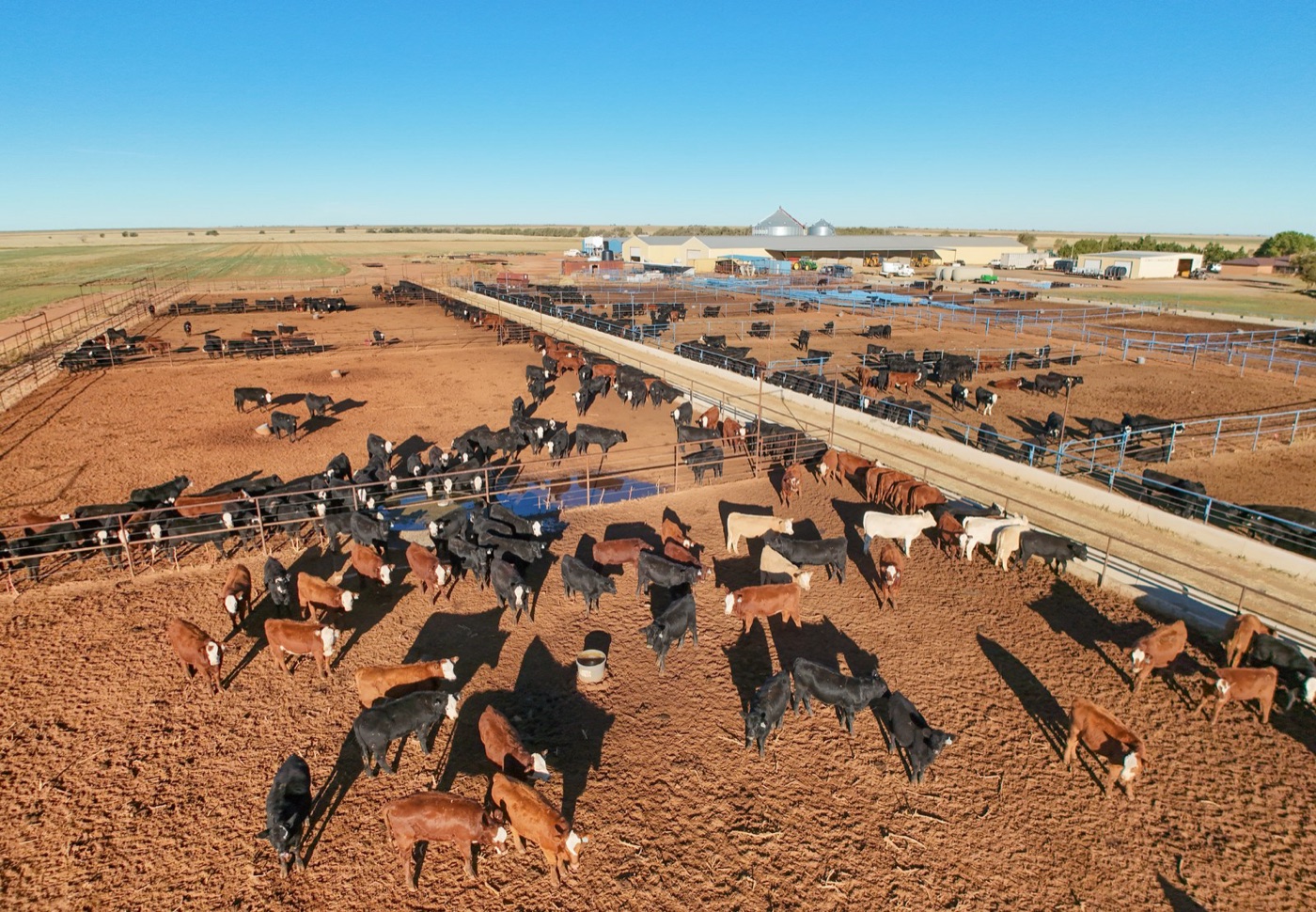 A cattle feedlot from the air. The grain fed here was often grown on irrigated land in a dry region.