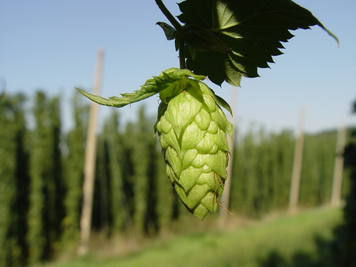 A hop cone on the bine. Hops are a small share of the recipe and a small share of the footprint.
