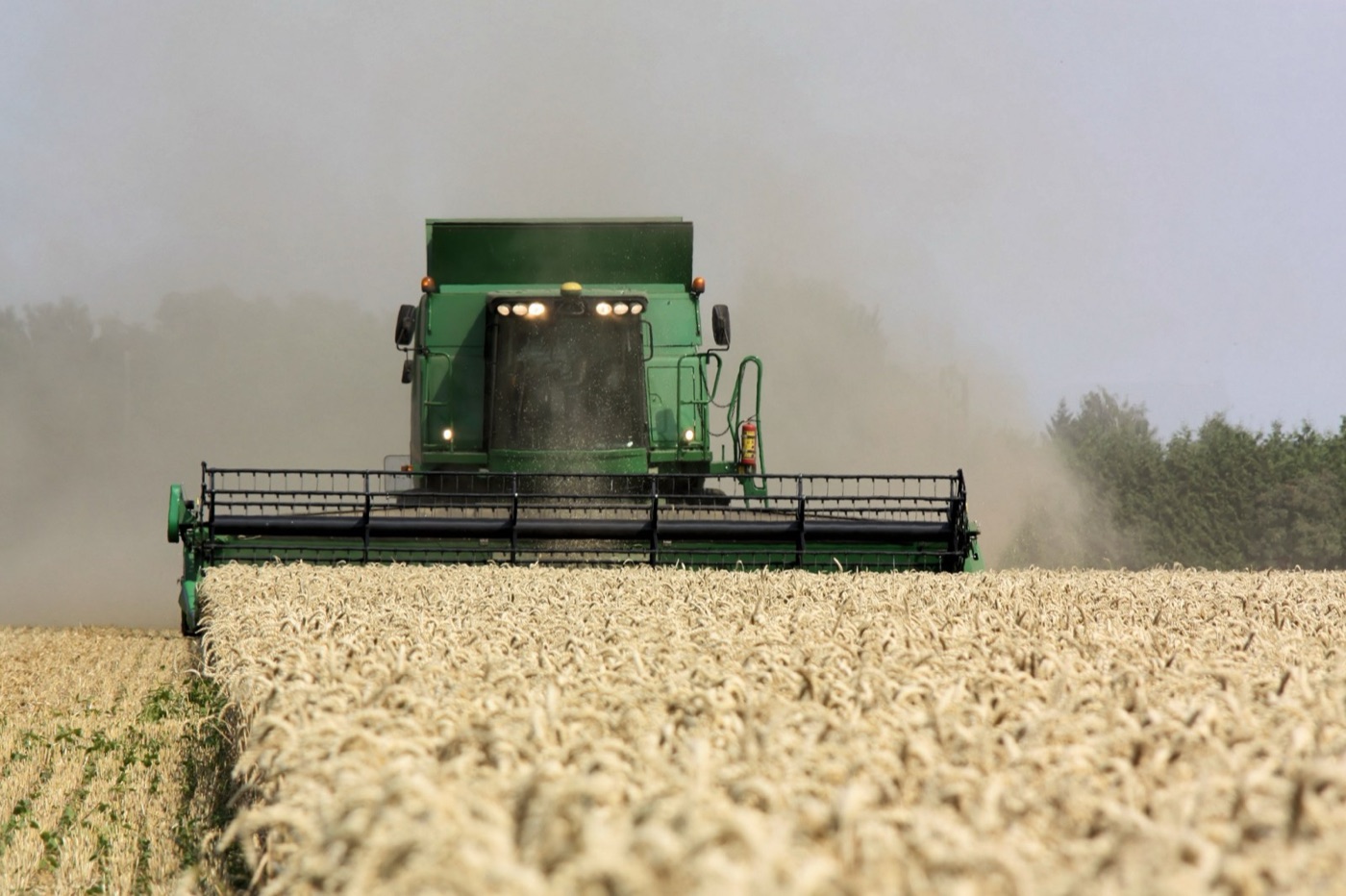 Harvesting wheat. Most of the 1,600 litres in a kilogram of bread have already been spent by now.