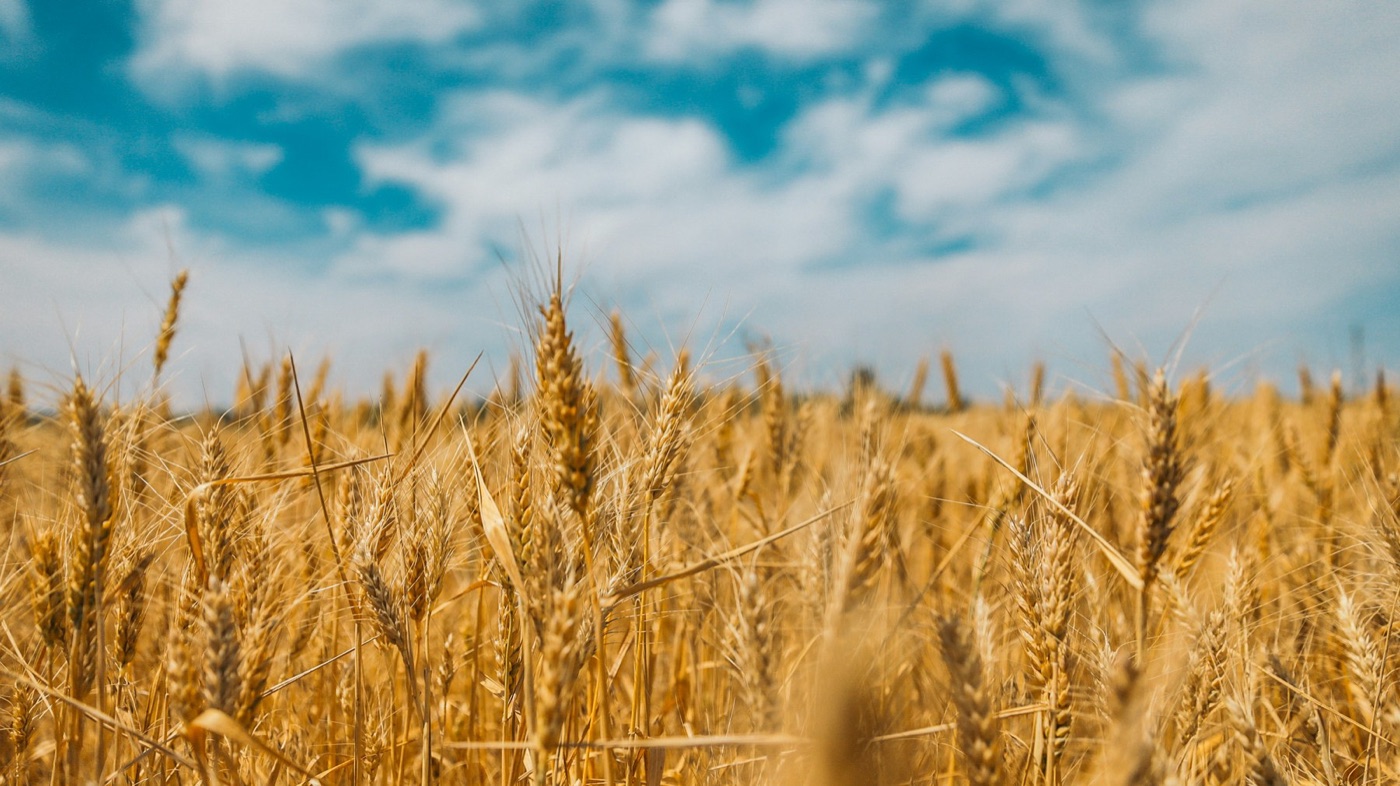 A wheat field in summer. About 70 percent of the world's wheat water is rain, and most of it falls on fields like this one.
