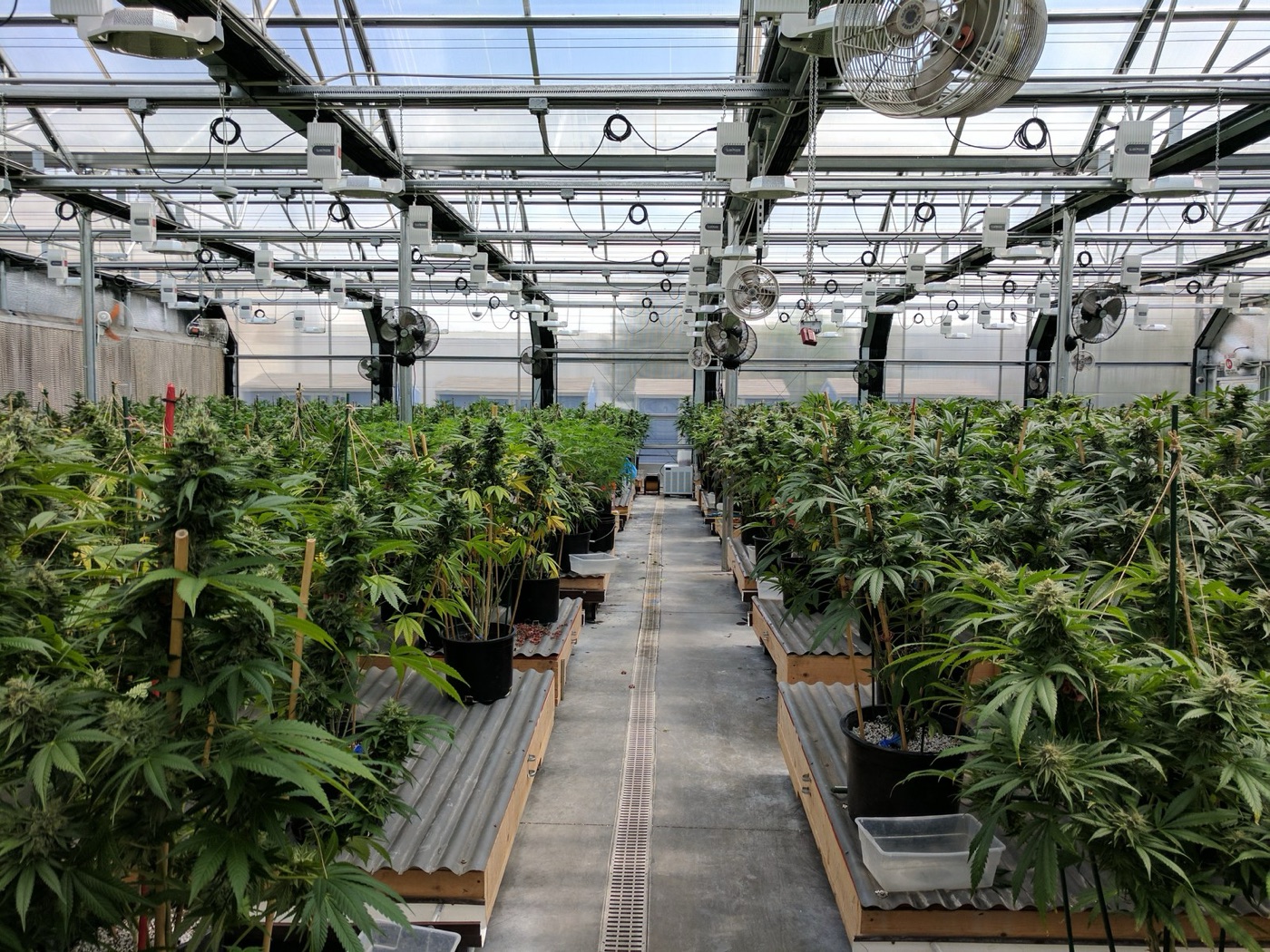 A licensed greenhouse. Under a roof, the runoff is caught and the water is metered.
