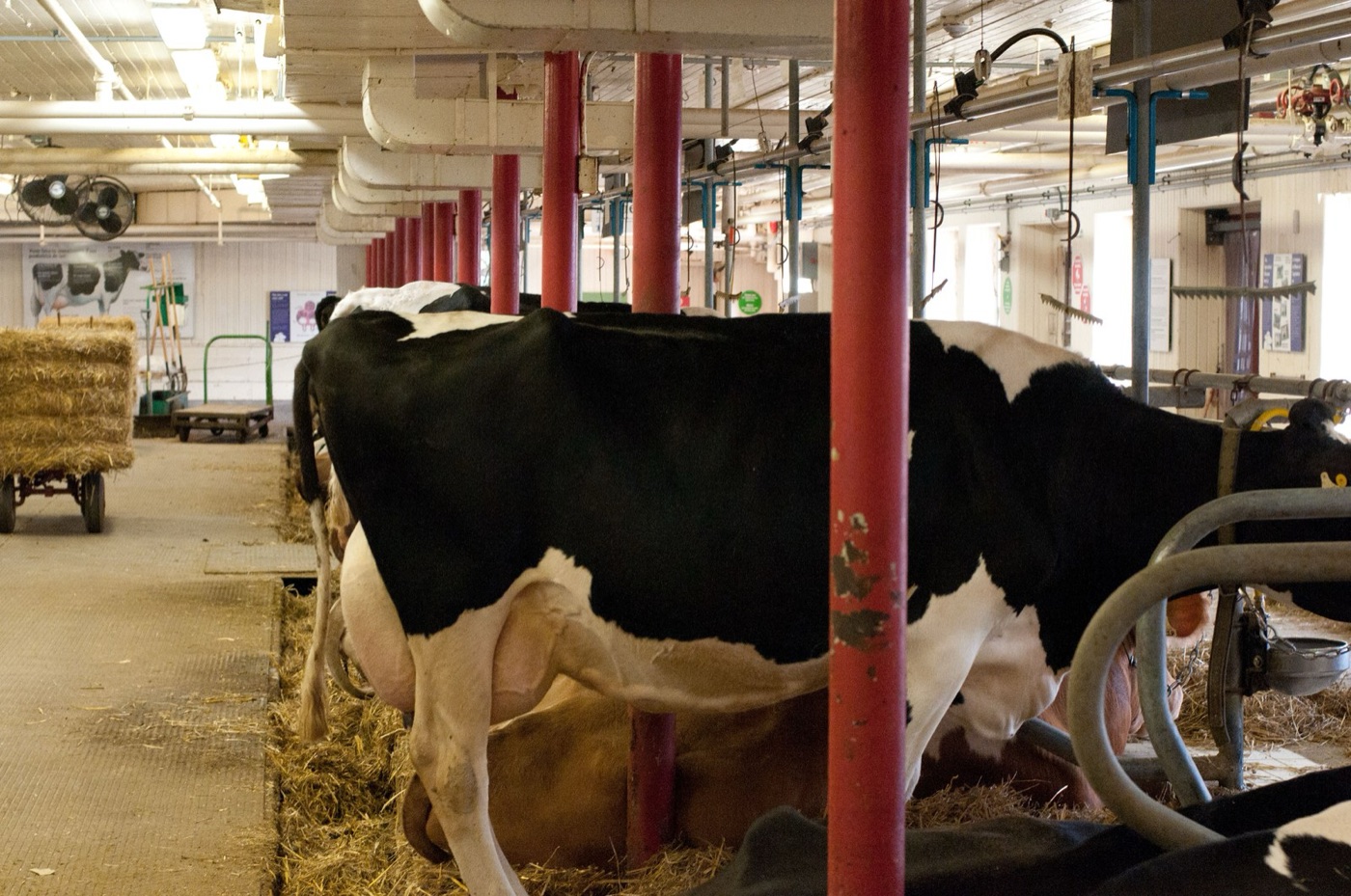 Dairy cows at the feed rail. The water in cheese was drunk, mostly, by the crops that fed them.