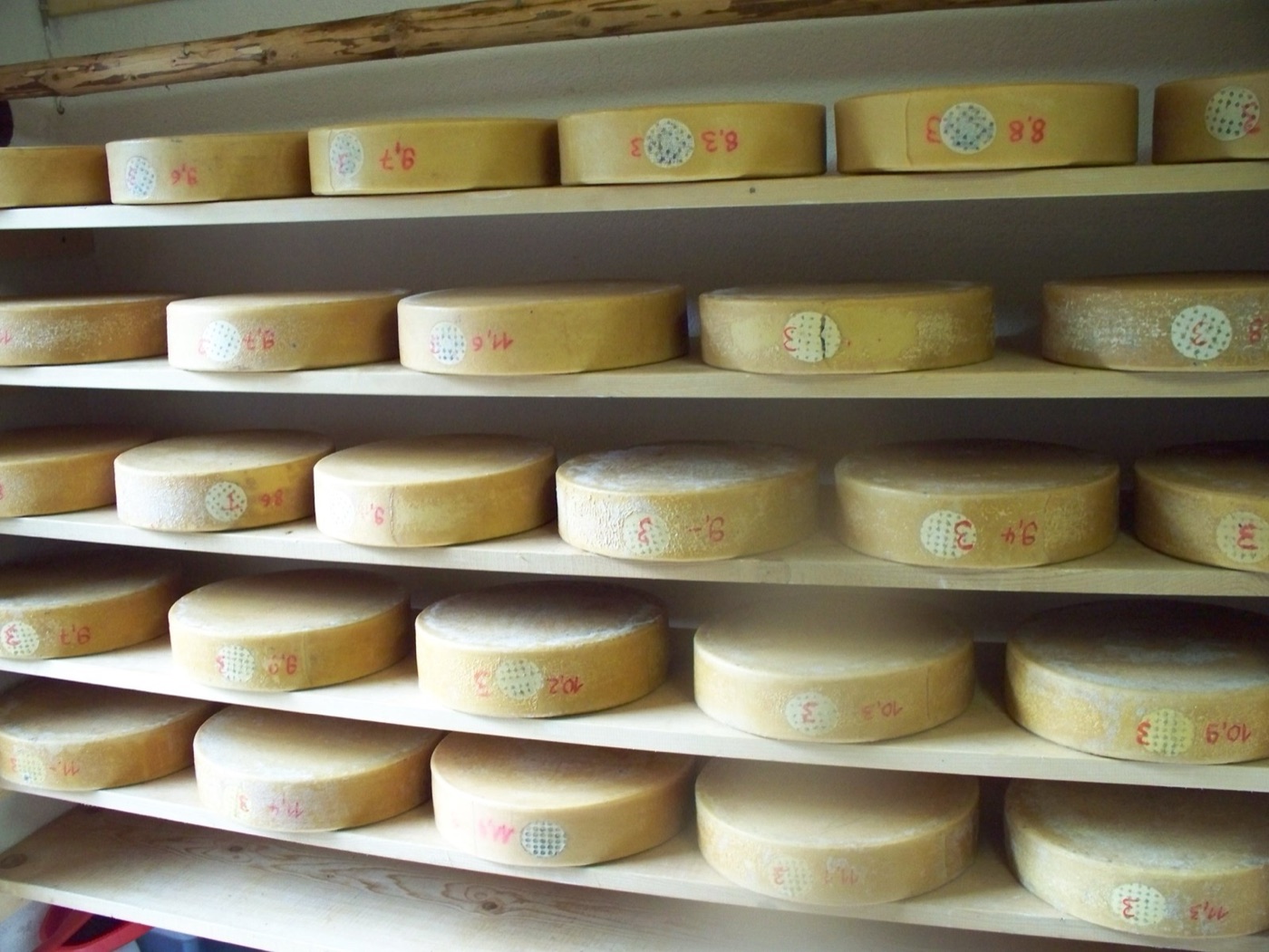 Wheels of cheese on the shelf. Around ten litres of milk went into every kilogram.
