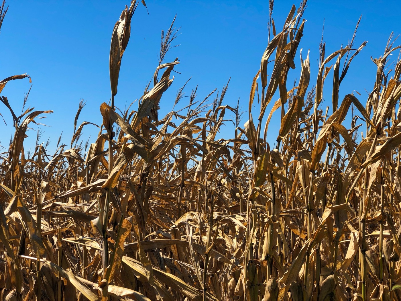 A maize field at harvest. Most of a chicken's water was rain that fell here.
