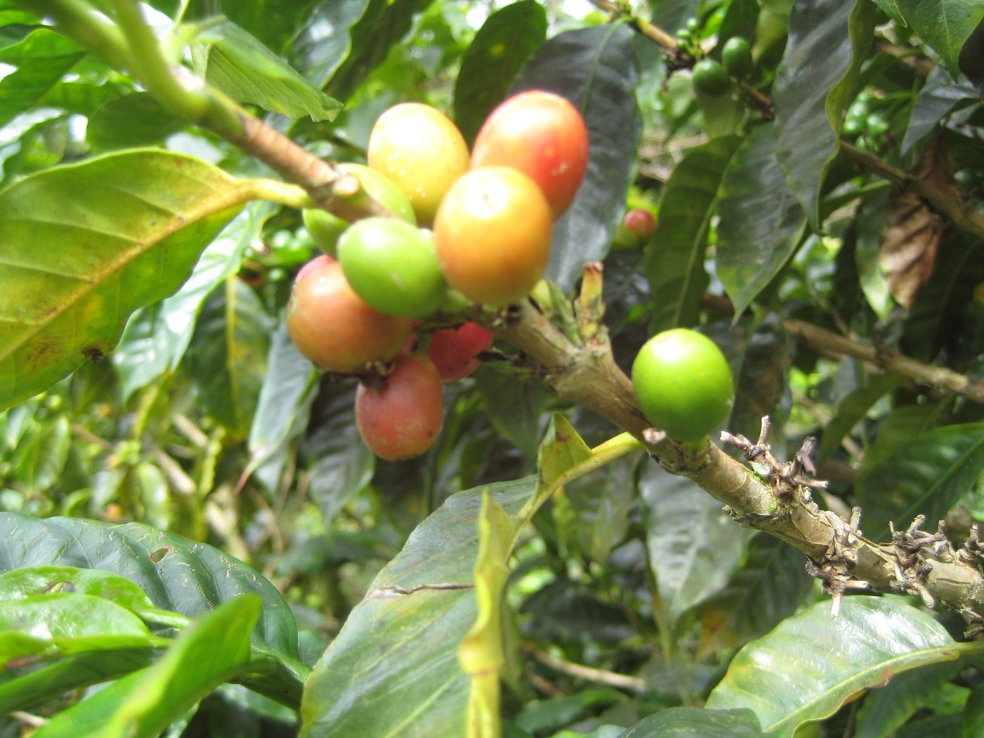 Coffee cherries ripening on a tree in Colombia. Two beans in each, and a season of pumped water behind every one of them.
