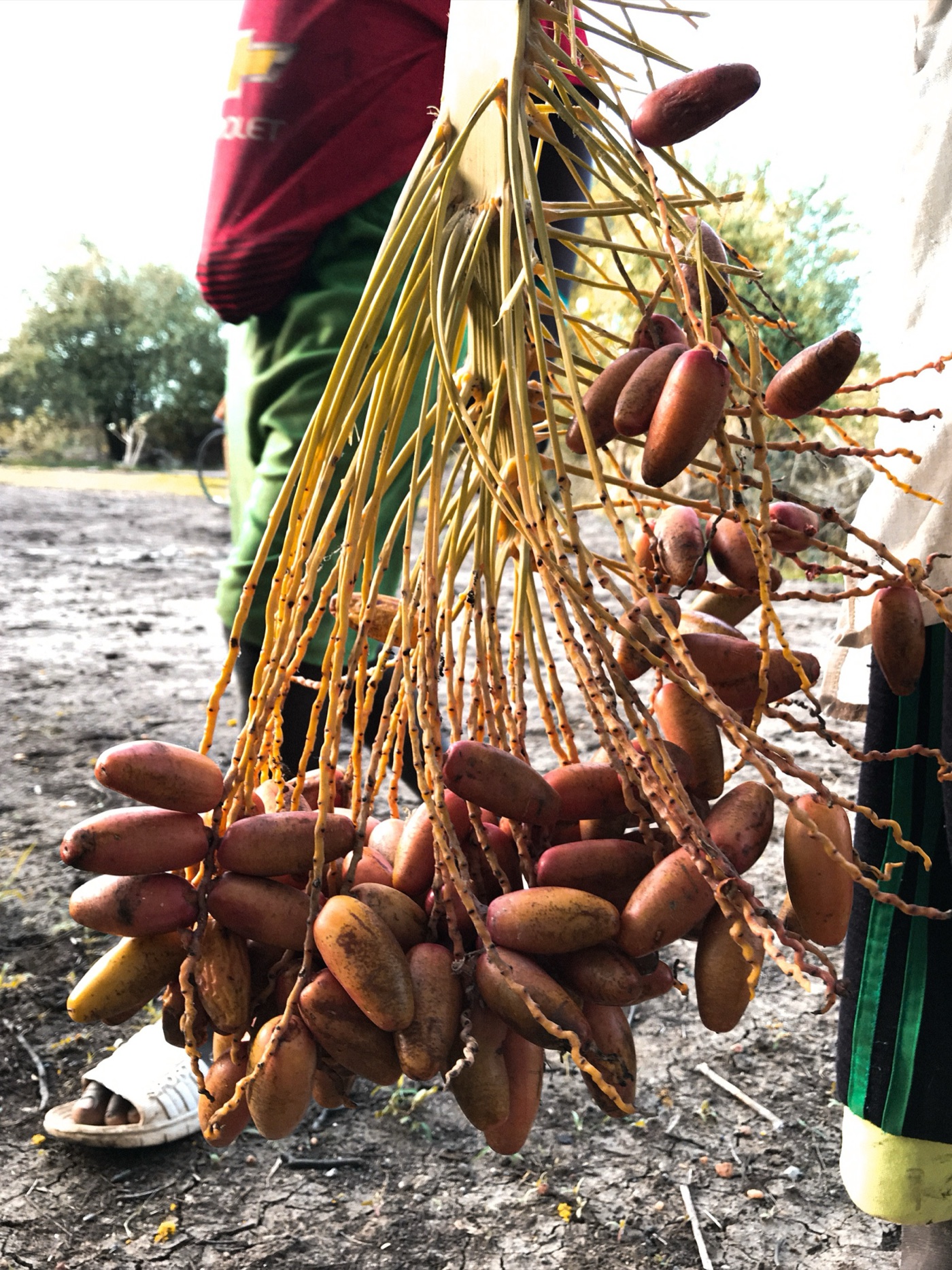A bunch of dates on the tree. A palm bears for eighty years, which is longer than the aquifer under it has.