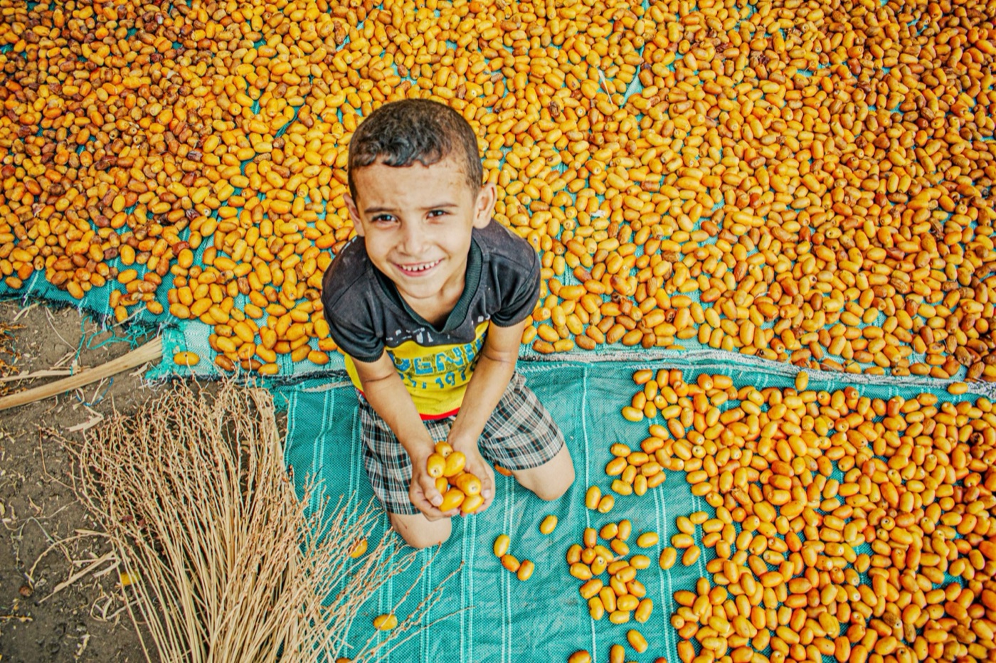 The harvest in an Egyptian village. The Nile valley and the delta grow more dates than any other country.