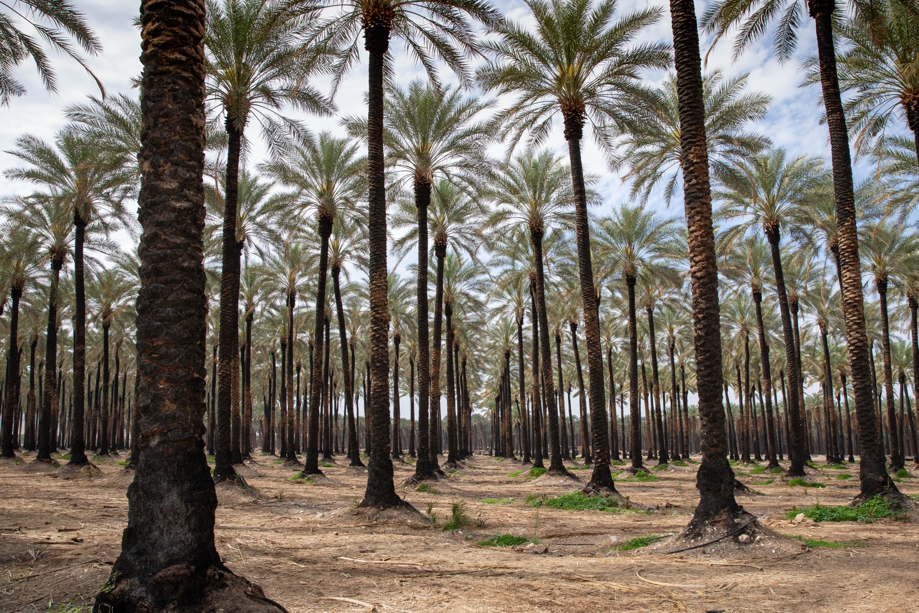 A date palm plantation in the desert north of the Dead Sea