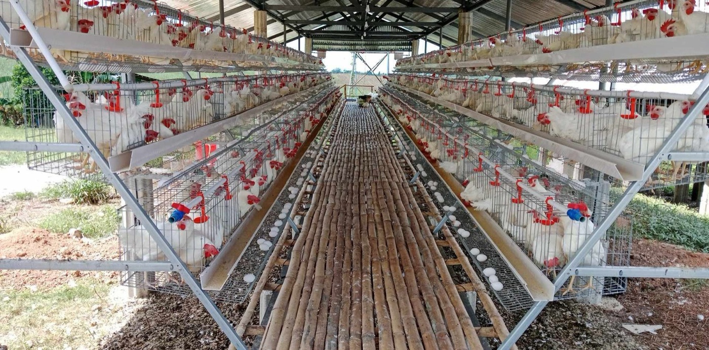 A laying house. A hen eats about 120 grams of feed a day, and the water is in the feed.