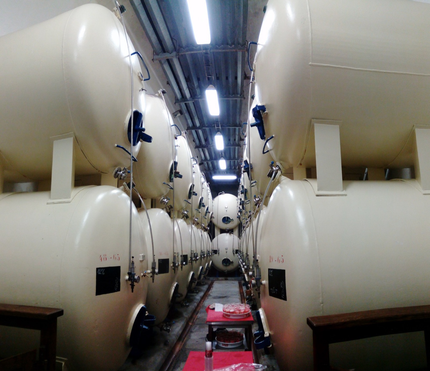Fermentation tanks. Every one is washed with hot water, caustic and acid between batches, which is a third of the brewery's water.