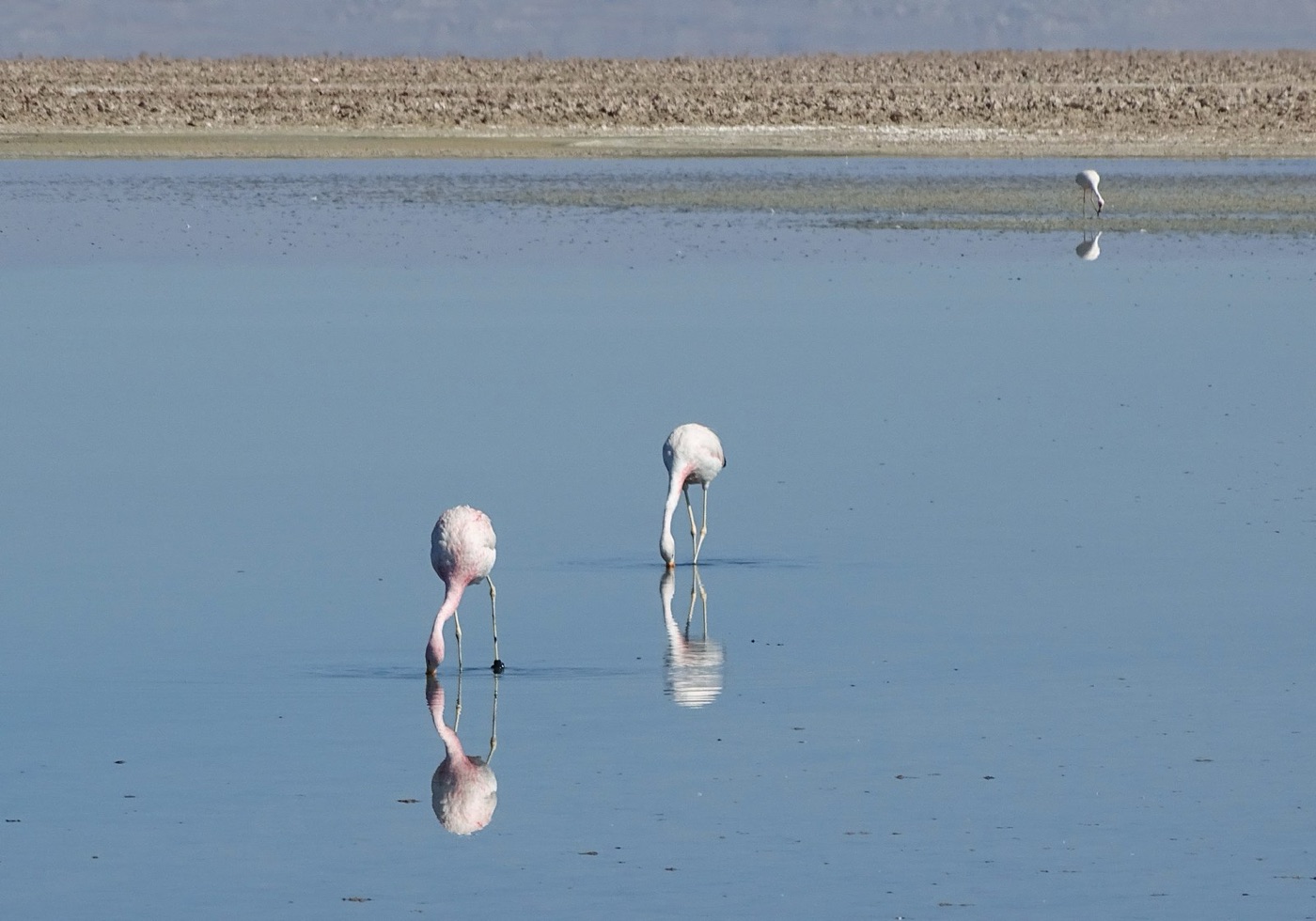 Flamingos on a lagoon of the Salar de Atacama. The lagoons fell as the aquifer beneath them was pumped.