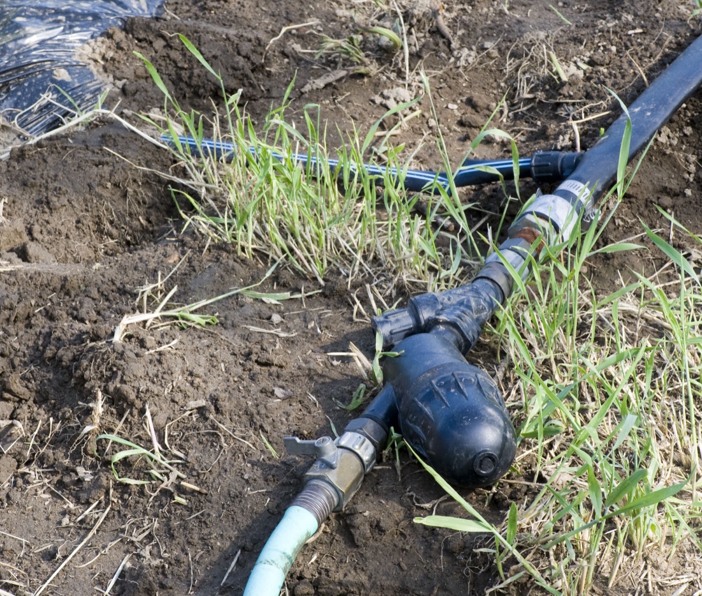 A drip line among tomatoes. The water goes to the root a litre at a time, and the soil surface stays dry.