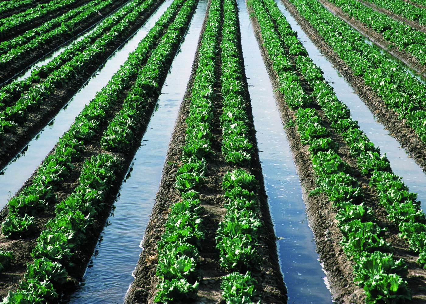 Furrow irrigation in Arizona. Water let onto a field by gravity, the method of most of the world's irrigated land.
