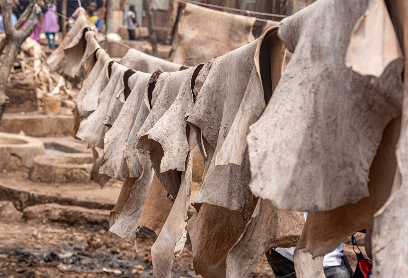 Hides drying after tanning. Each one has been through several hundred litres of water.