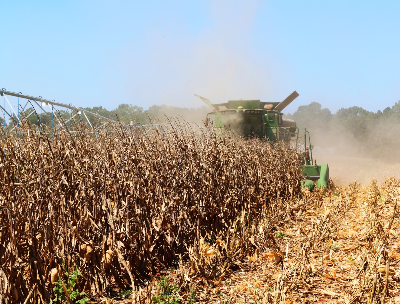 A combine in a maize field. The yield on the best land is ten tonnes a hectare, twice what the plant managed in 1970.