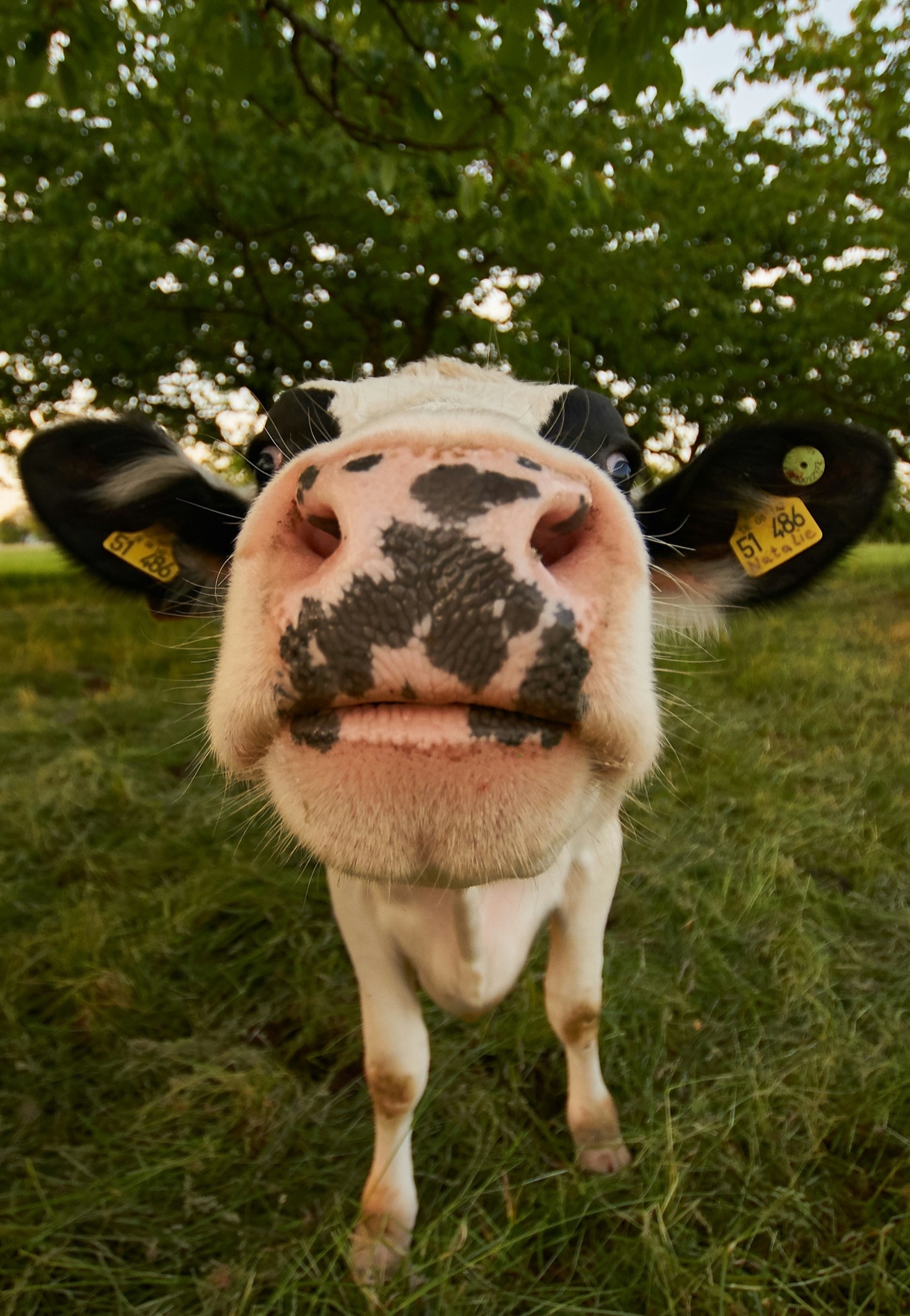 A dairy cow eats fifteen to twenty five kilograms of feed a day and gives about twenty five litres of milk.