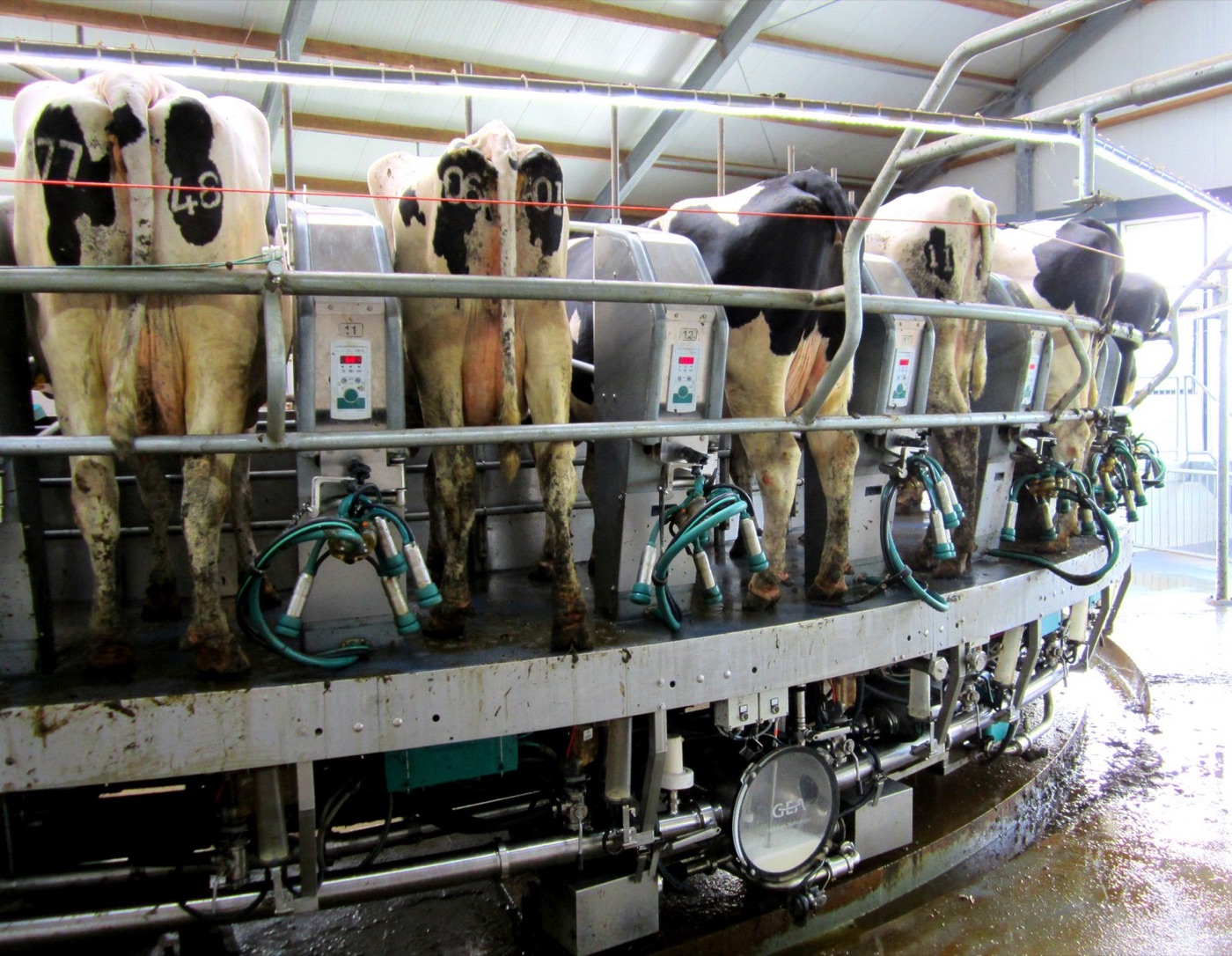 Cows in a rotary milking parlour. Each gives about twenty five litres a day, from fifteen to twenty five kilograms of feed.