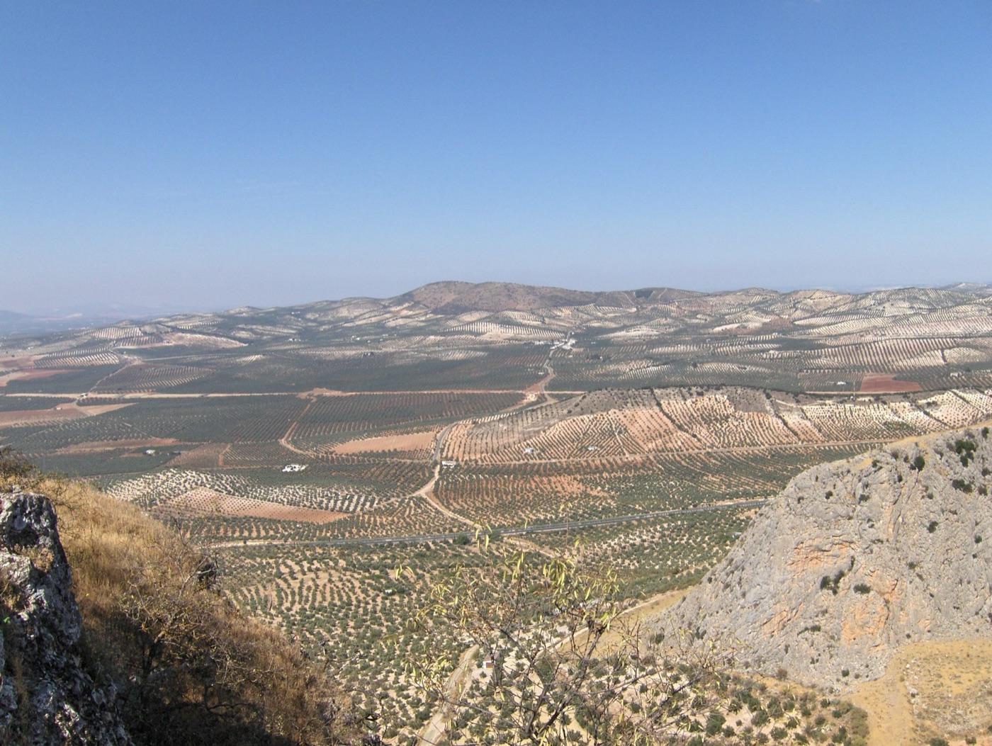 Olive groves at Archidona in Andalusia, the old kind: a hundred trees to the hectare, on rain.