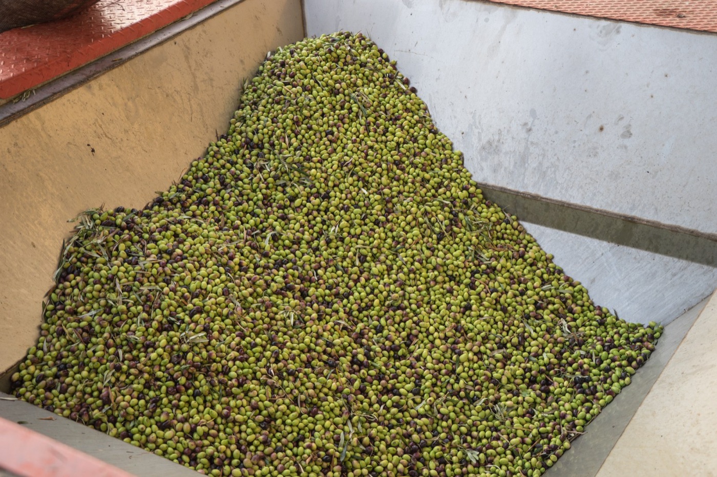Olives ready for the mill. Five to seven kilograms of fruit for a litre of oil, and the water of all of them in the bottle.