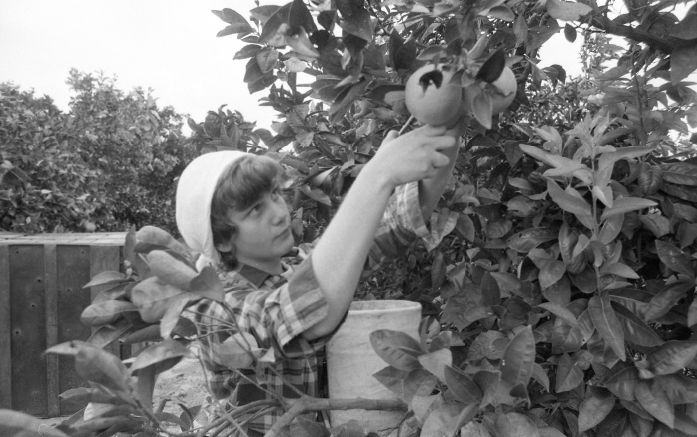 Picking oranges. A kilogram of fruit gives about half a kilogram of juice, and the water follows the juice.