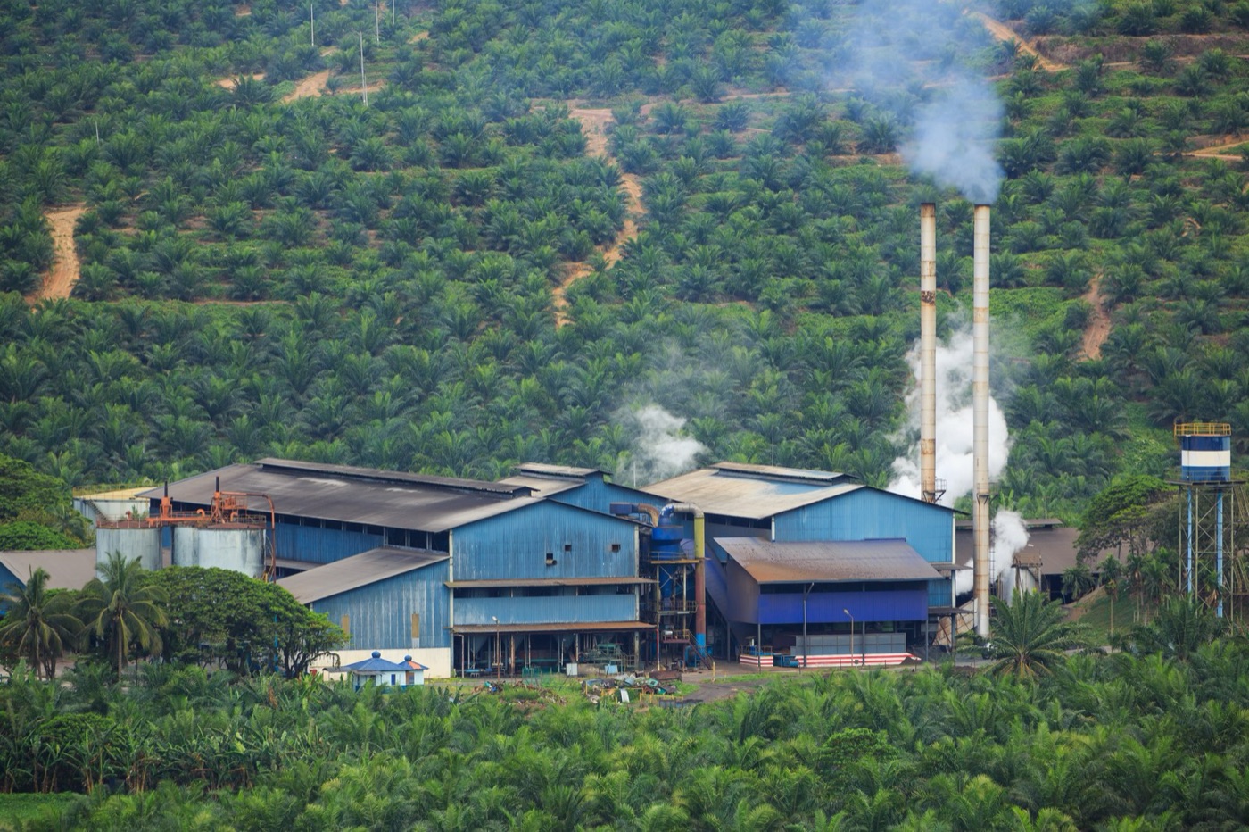 A palm oil mill among the plantations, with its steam and its ponds. What leaves the ponds decides what the river looks like.