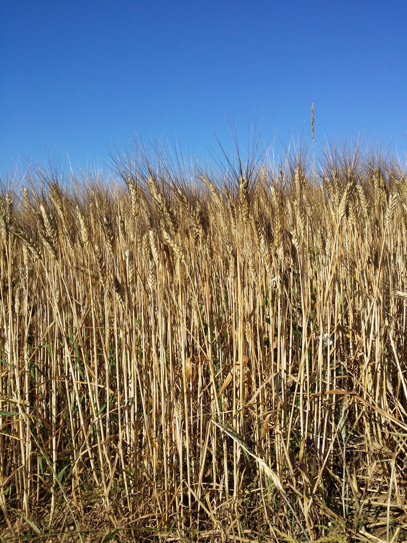 Durum wheat, the hard amber grain of dry summers, grown almost entirely on rain.