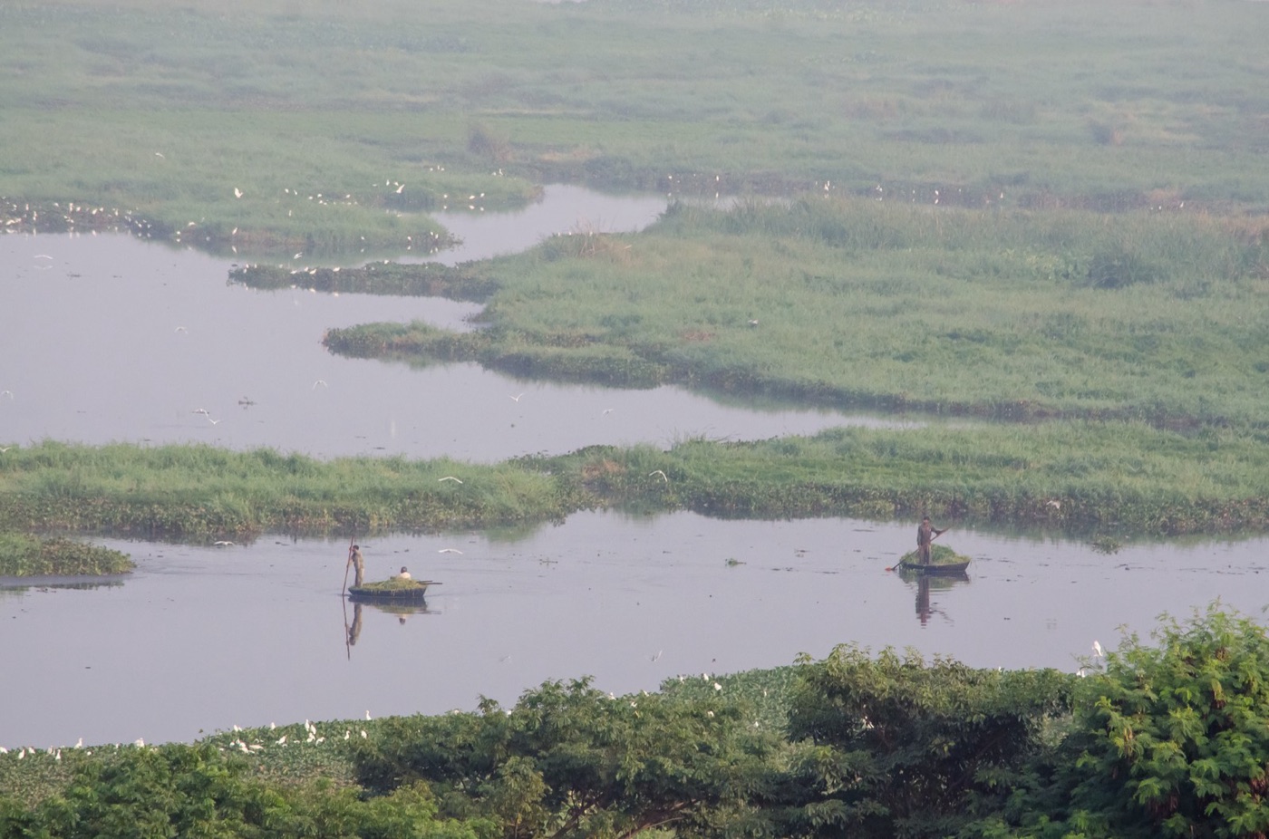 Bellandur from above, choked with weed. The largest of the lakes that were left.