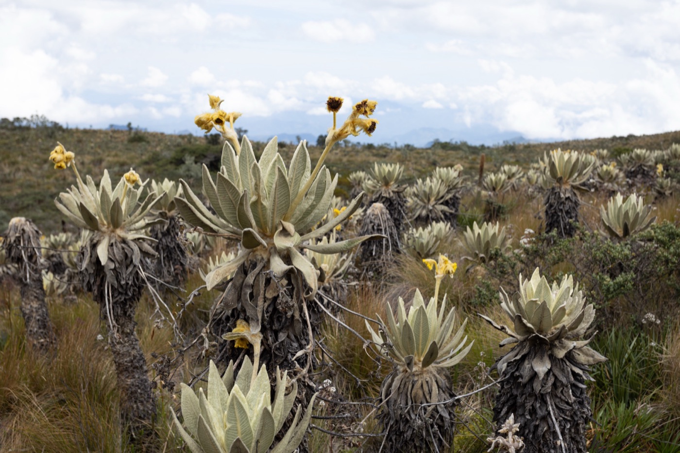 Frailejones in flower. Their leaves catch the fog and the soil under them holds the water for weeks.