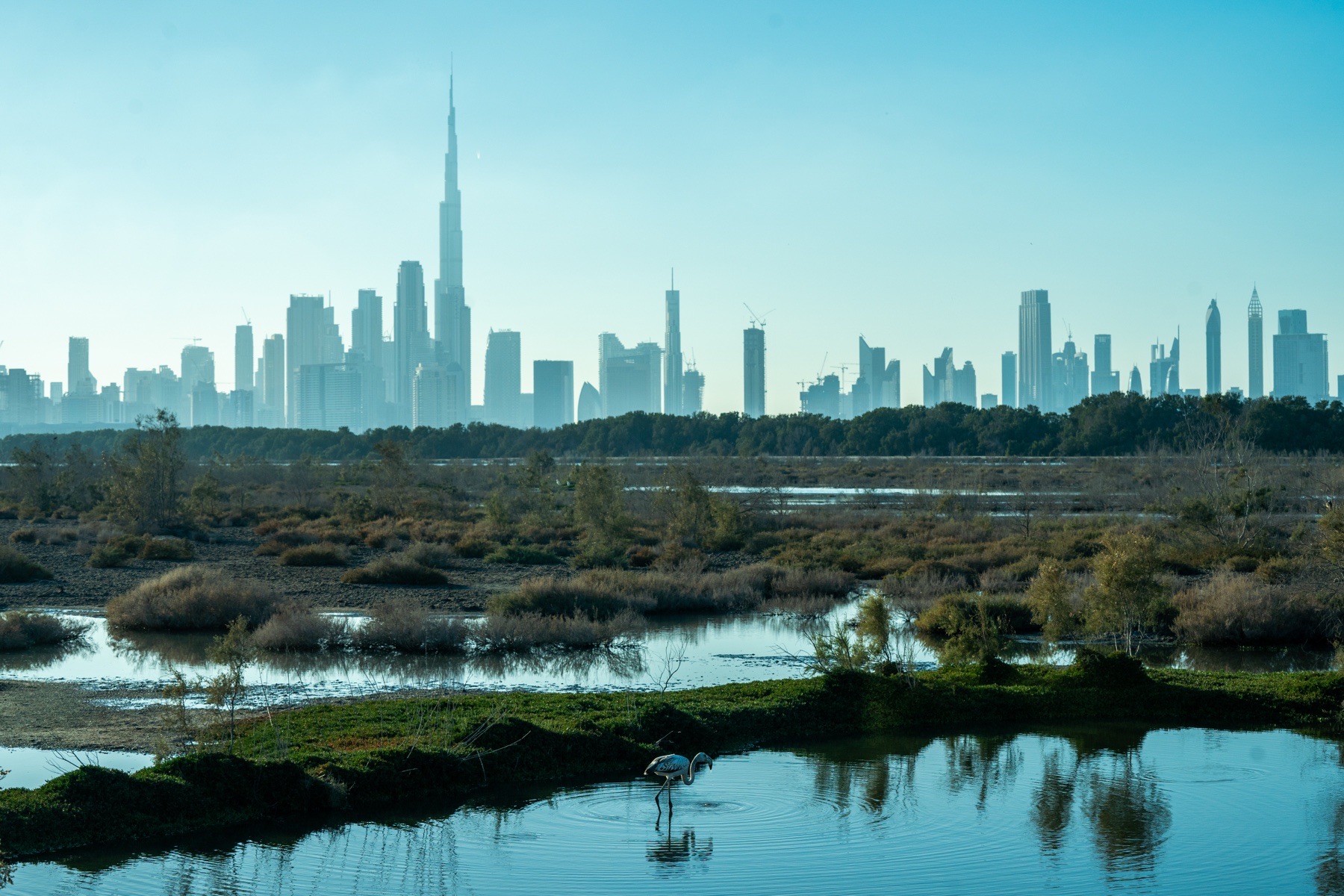 The Dubai skyline behind the Ras Al Khor wetland