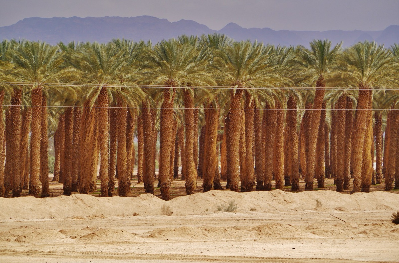 Date palms in the Arava desert, every one of them on a drip line.