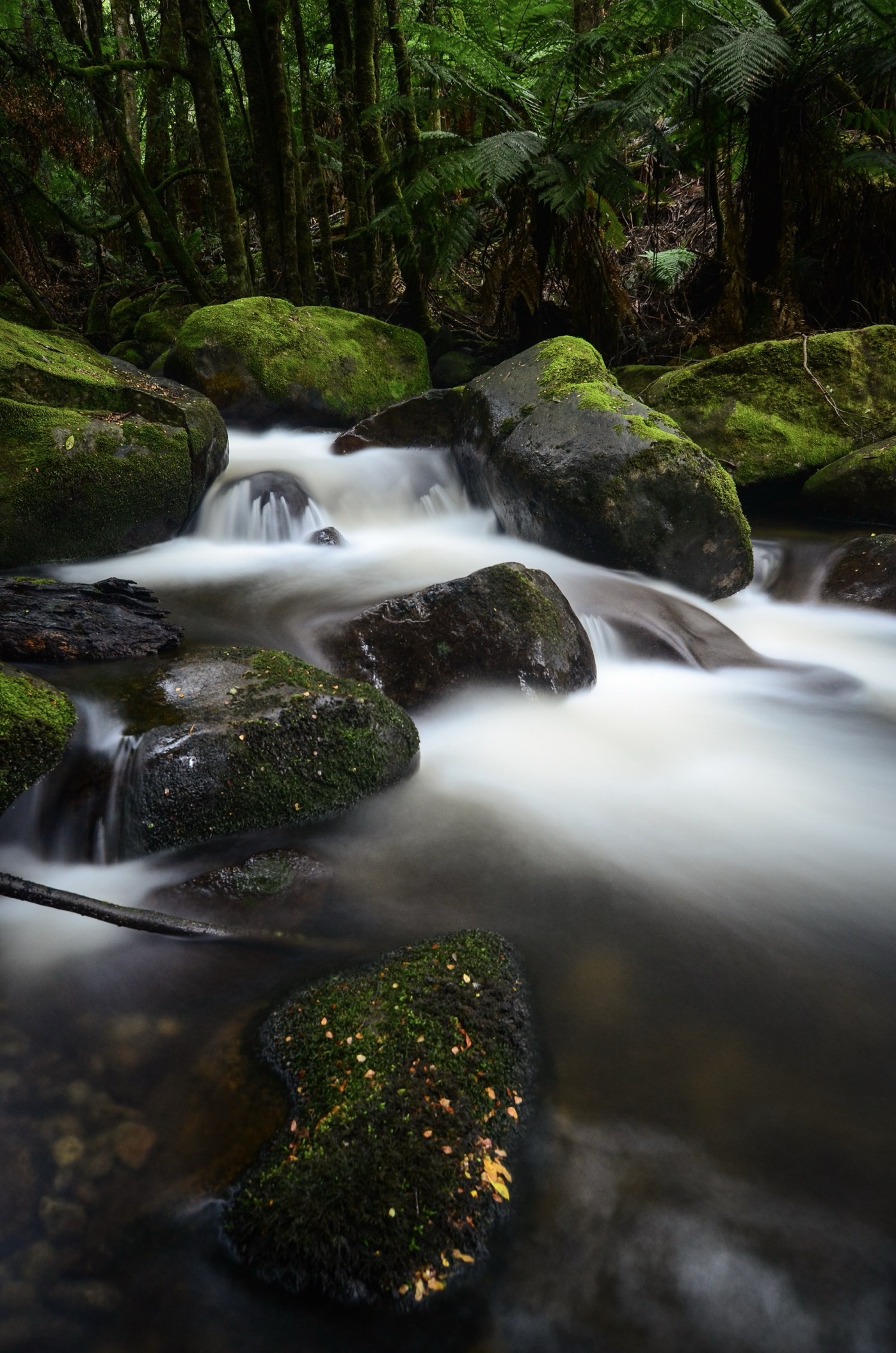 A stream in the Yarra Ranges. The closed forest catchments are why the city's water needs so little treatment.