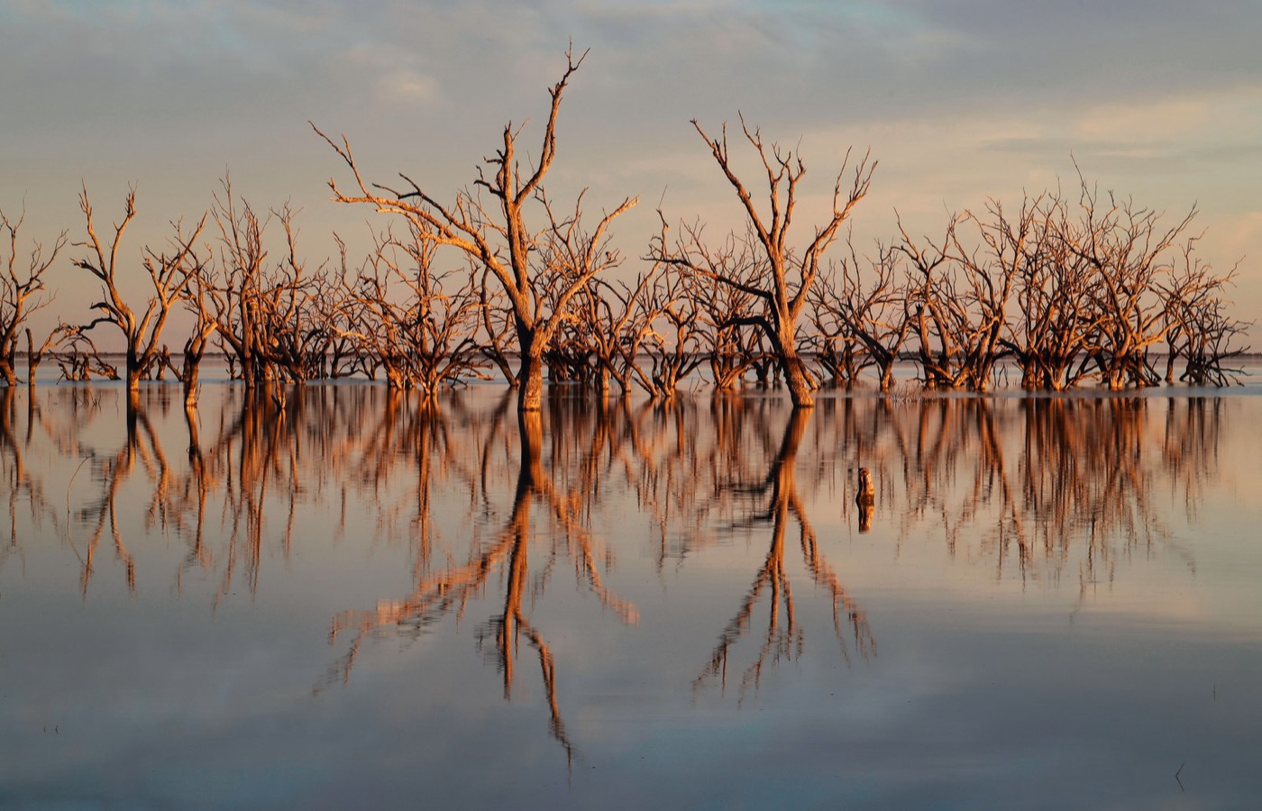 Dead trees standing in the Menindee lakes. The Darling ran dry here in 2019, and a million fish died in its pools.