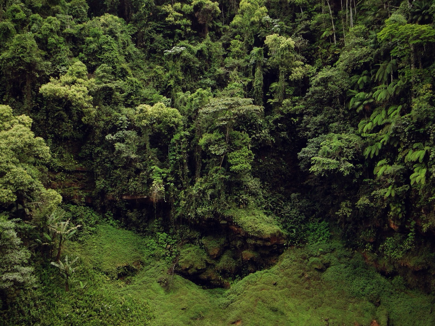 Atlantic forest. A forested hillside holds a storm for weeks; a grazed one sheds it in hours.