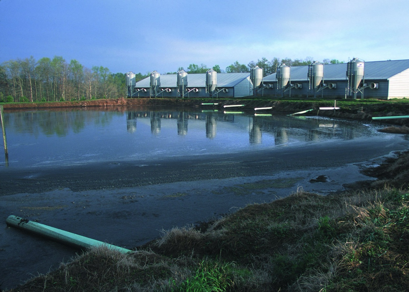 A manure lagoon beside hog barns in the United States. The slurry of thousands of pigs, stored in the open and sprayed on the fields.