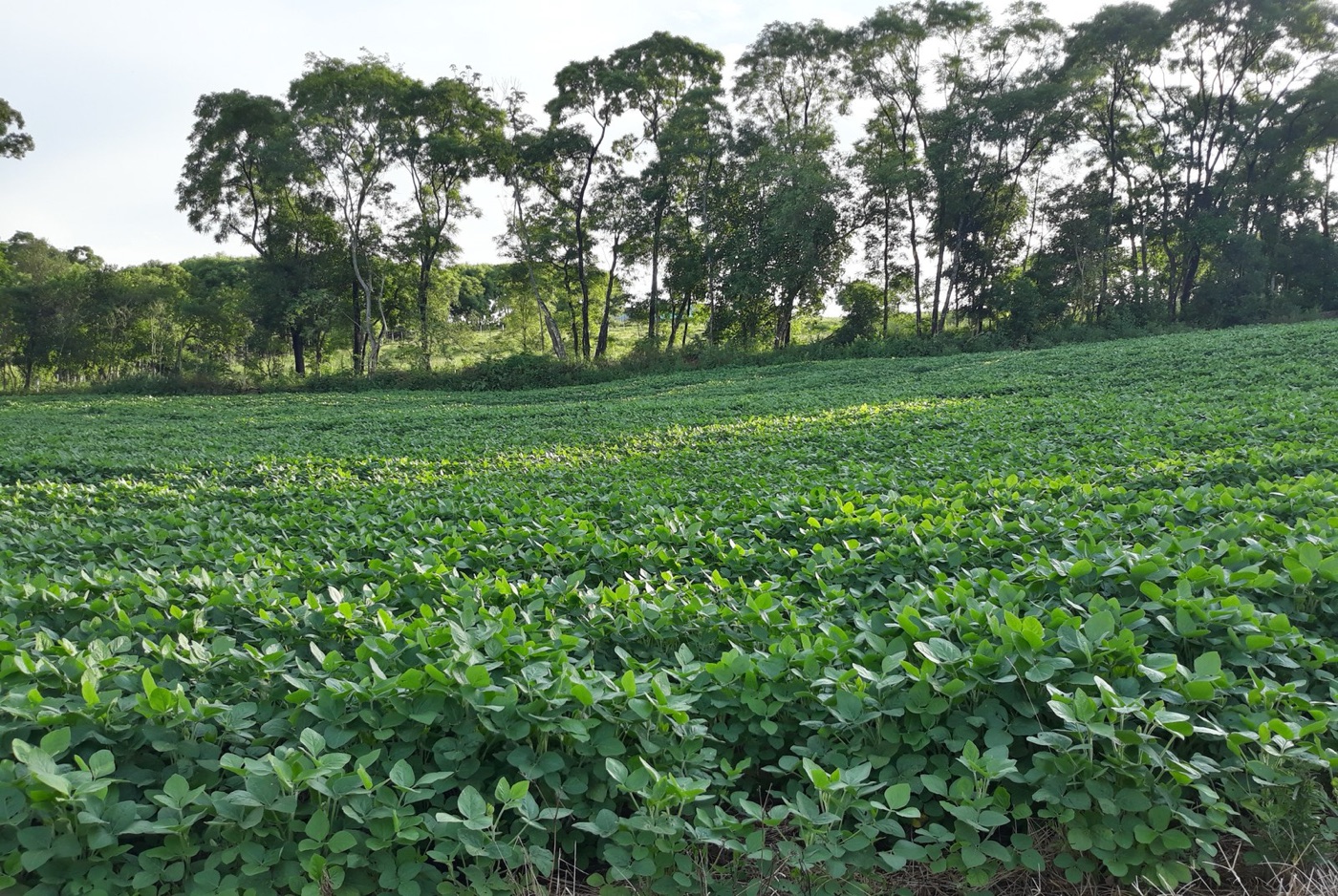 A soybean field in Brazil. A share of the water in a Chinese or European pig is rain that fell here.