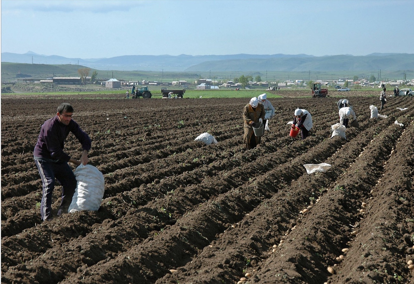 A potato harvest in Armenia. Forty tonnes a hectare in a good field, and three quarters of that weight is water.
