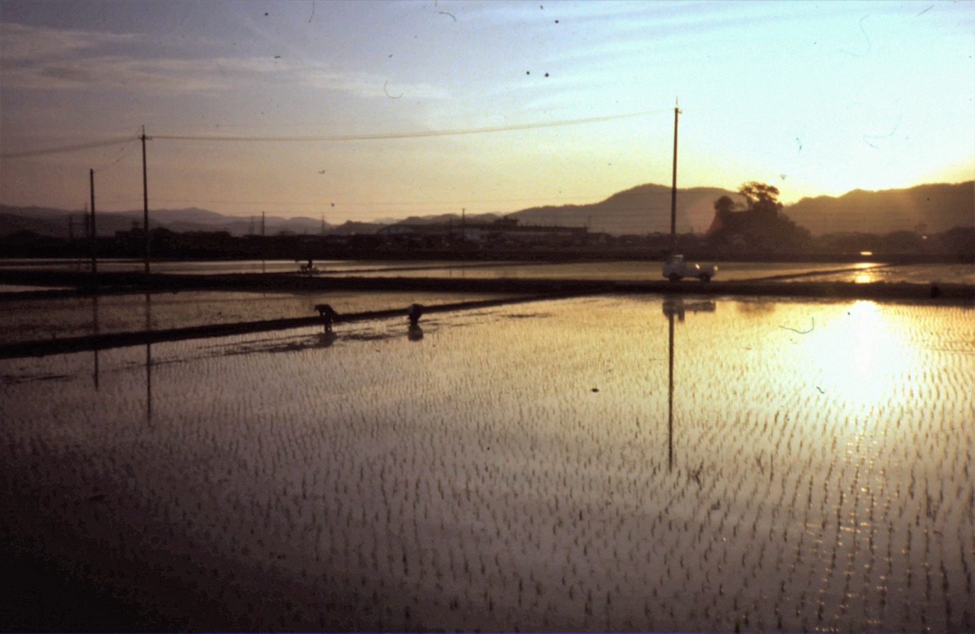 A flooded paddy at sunset. Rice is the only major crop grown standing in water.