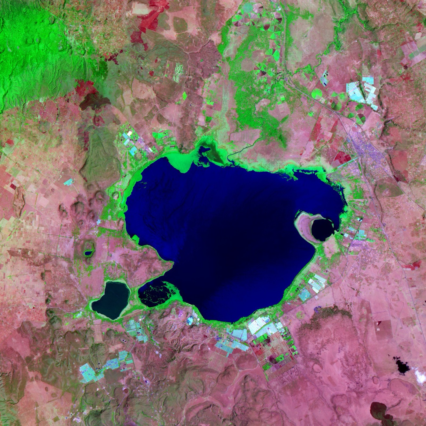 Lake Naivasha from orbit, with the greenhouses of the flower farms along its shore.