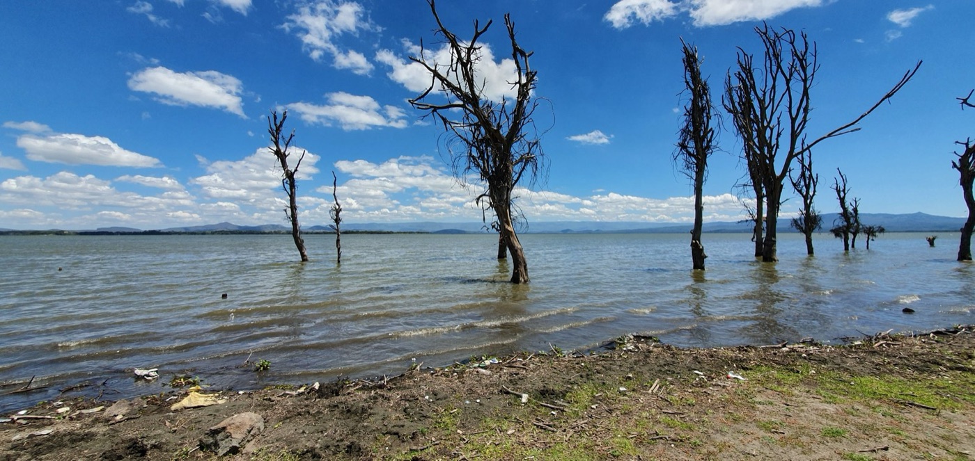 The shore of Lake Naivasha, with the trees that drowned when the lake rose again after the dry decade.
