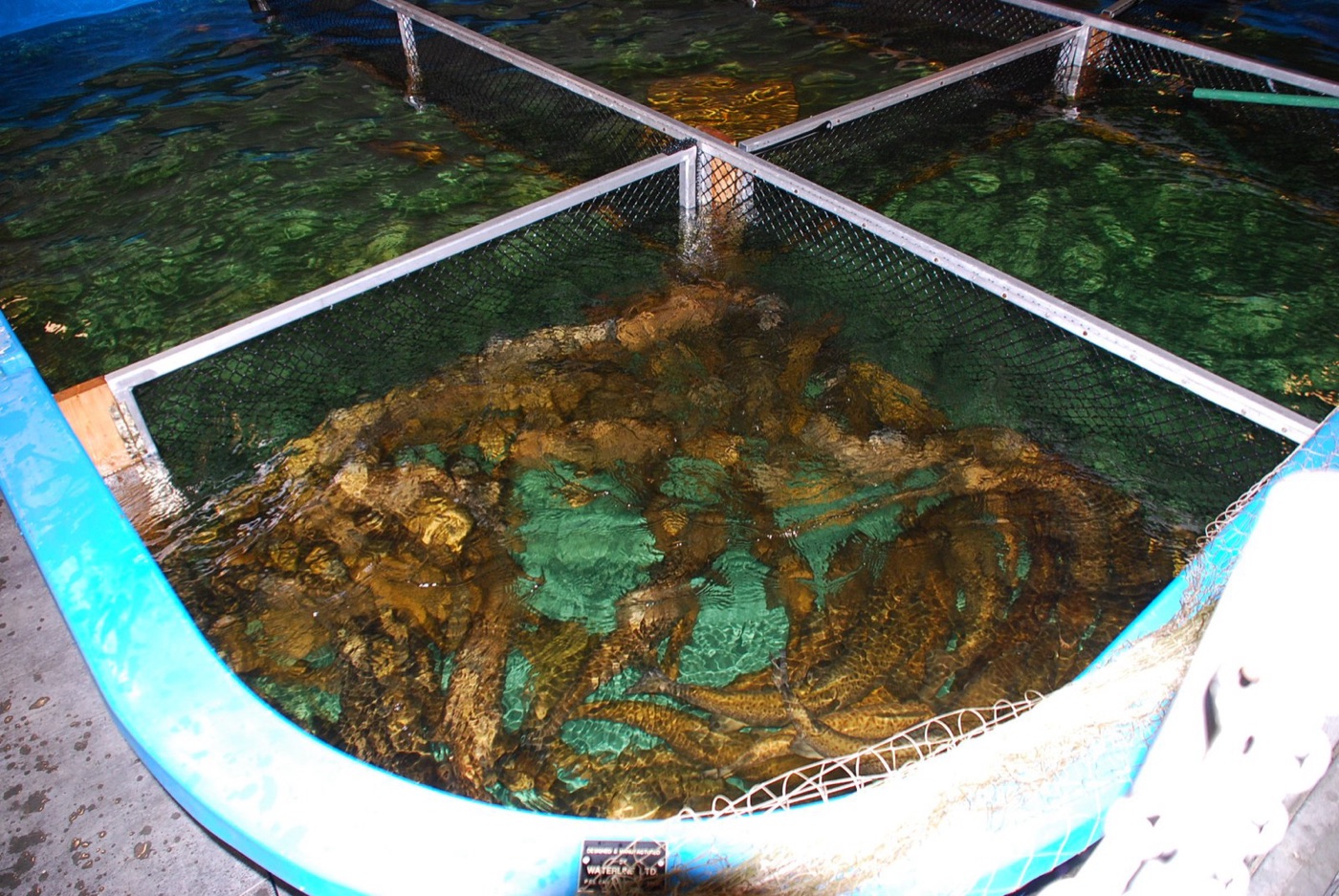 Young salmon in a hatchery tank. The first year is in fresh water, and the newer hatcheries recycle almost all of it.