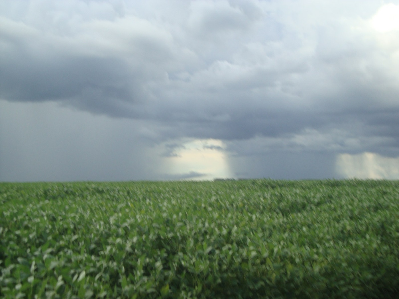 Soy under a storm sky in Mato Grosso. The crop has covered an area of the Cerrado the size of Germany.